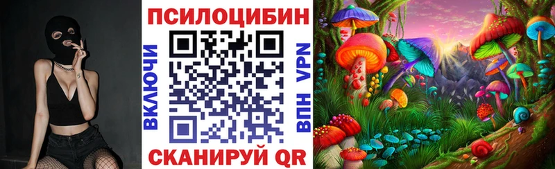 где продают   Талдом  Галлюциногенные грибы Psilocybe 